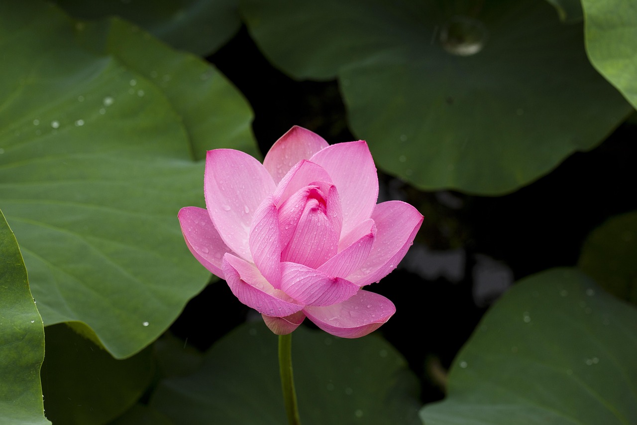 Best Lotus365 App Download: Step-by-Step Guide for India (2026)